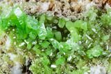 Vibrant Green Pyromorphite Crystal Cluster - China #112204-2